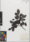 Foto von Salix glabra Scop.